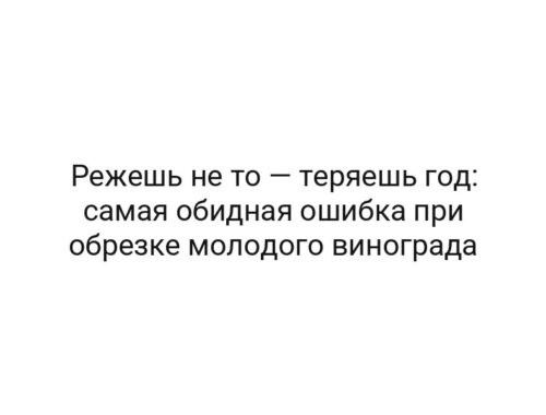 Режешь не то — теряешь год: самая обидная ошибка при обрезке молодого винограда