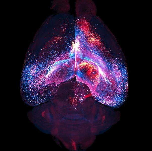 Секретная «подземка»: в мозге обнаружили новую глобальную систему связи