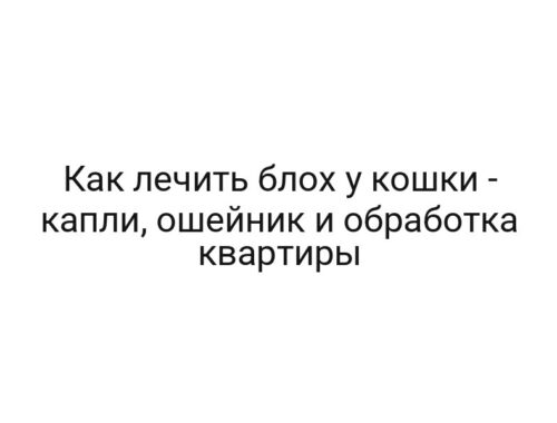 Как лечить блох у кошки — капли, ошейник и обработка квартиры