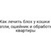 Как лечить блох у кошки — капли, ошейник и обработка квартиры