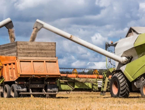 Нам выгоднее продавать картошку в столовые: почему фермеры в России не хотят выращивать хлеб