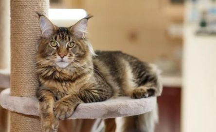 В Саратове женщина взяла в заложники кота и требовала выкуп