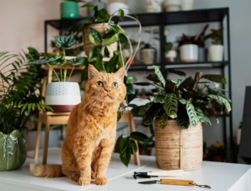 Как отучить кота справлять нужду в цветочный горшок