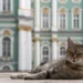 Эрмитаж сообщил о пополнении в кошачьей гвардии музея: у кошки Графини родились шесть котят