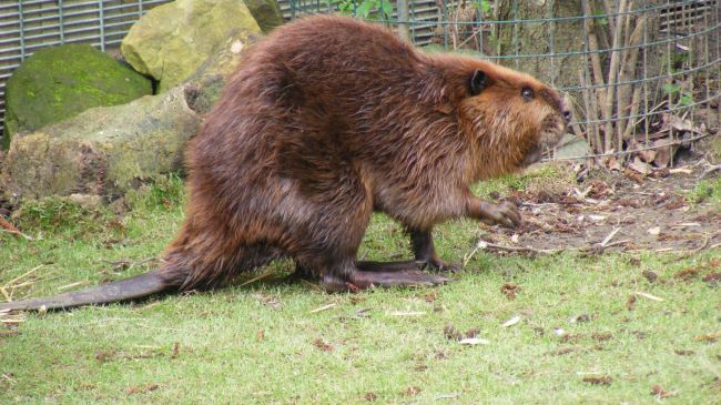 Уход советской моды перевернул экосистему Московской области