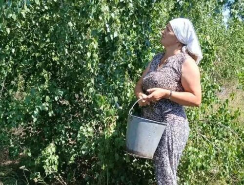 В лесничествах Воронежской области стартовал сбор семян березы